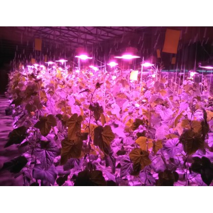 Светодиодный фитосветильник Lumartech Grow system 100W