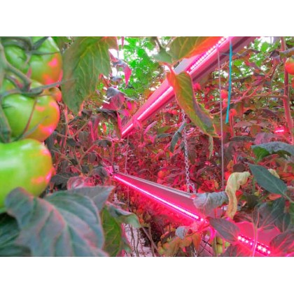 Светодиодный светильник тепличный NT- GREEN 80